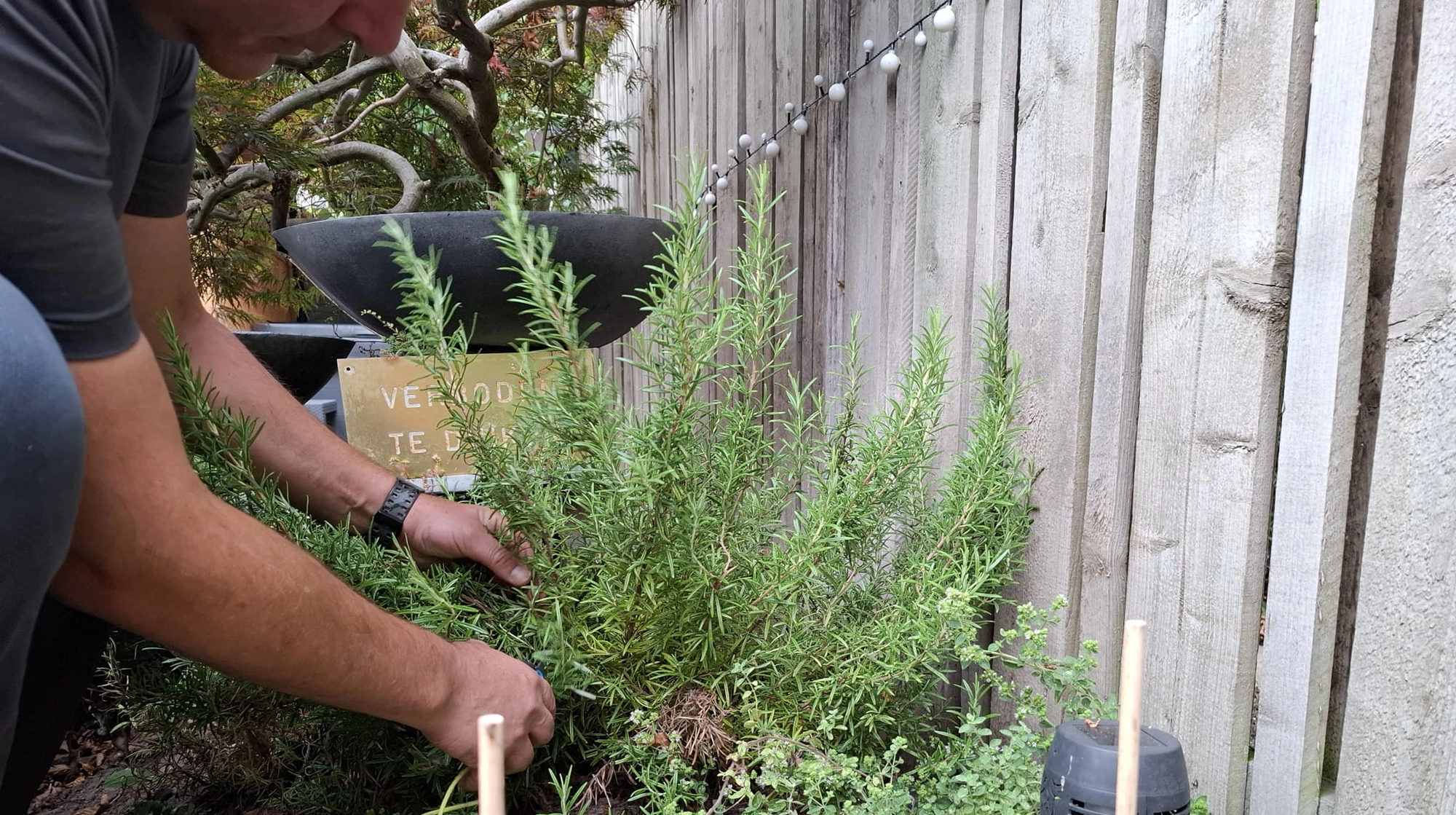 Kruiden uit eigen tuin